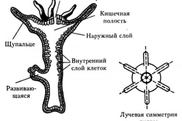 Кракен сайт ссылка