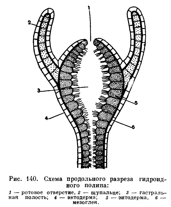 Kraken russia